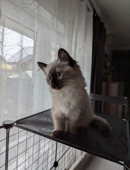 Siam - Perse 1 Mädchen 28.09.2025 - Boppard Zentrum