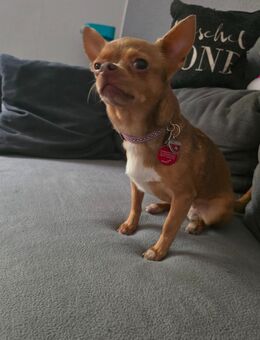 Chihuahua Weibchen - Hückelhoven