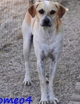 Romeo4 schüchterner Schatz 08/22 GRC - Ruppertsecken