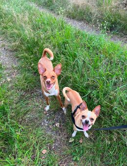 Junger Chihuahua Rüde kastriert such seine Menschen - Berlin