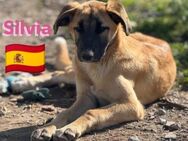 Silvia 09/24 liebes Mädel sucht Familie - Heppenheim (Bergstraße)