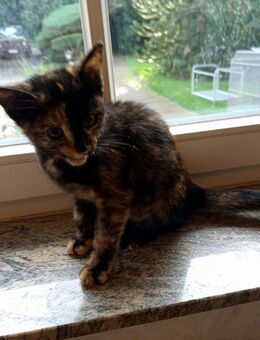 Superhübsche Kitte aus Glückskatze und Maincoon - Lilienthal