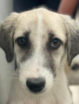 Maliya, geb. ca. 04/2025, GRIECHENLAND - Euskirchen