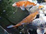 3 Tolle Original Konishi Koi aus Japan - Zweibrücken