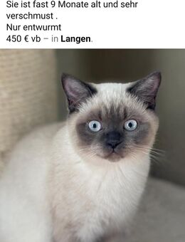 BKH zu verkaufen - Langen (Hessen)