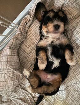 Reinrassiger Havaneser Rüde Welpe ohne Papiere - Berlin Reinickendorf