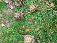 4 Zehen Schildkröten 3 Weibchen 2013 und 2015 - Villmar (Marktflecken)