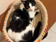 Joel - der fast perfekte Kater - Kirchheim (München)