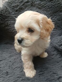 MIschlingswelpen Wunderschöne Edelmix Welpen - Linnich