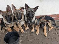 Altdeutsche Schäferhundwelpen, Schäferhundwelpen - Frauenstein