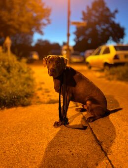Joshy sucht ein neues liebevolles Zuhause - Berlin Marzahn-Hellersdorf