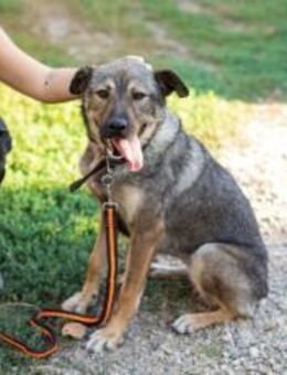 Schenkst du Lady Silver Geborgenheit? - München