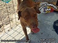 GAIA - Hundeherz sucht großes Glück - Waakirchen