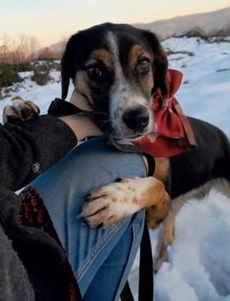 DORA - anhänglich, lebensfroh, loyal - Linden (Hessen)