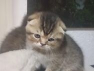 Katze baby - Hoppegarten