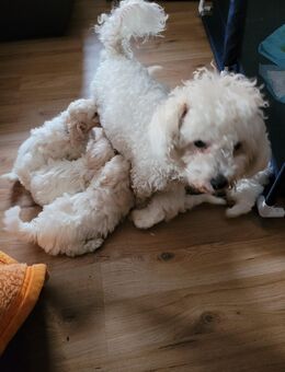 Welpen Bishon - Simbach (Inn) Zentrum