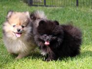 Pomeranian Welpen in verschiedenen Farben aus liebevoller Zucht mit Ahnentafel - Eichenzell