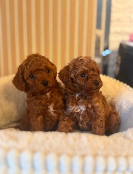 Zwergpudel & Toypudel - Schönenberg-Kübelberg