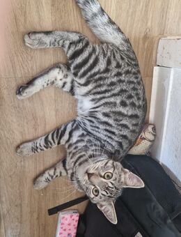 Bildhübsche Kater 5 Monate - Oldenburg