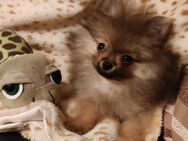 Reizende reinrassige Pomeranian Welpen mit Papieren 14 Wochen alt zu verkaufen - Leipzig Nord