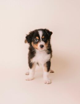 Australian Shepherd Welpen - Hemhofen