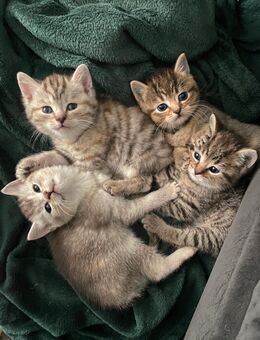 Süße Kitten BkH Mix - Reinbek