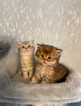 BKH Kitten black golden shaded - Herne Horsthausen