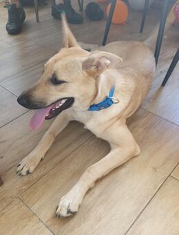 Malinois Mix sucht dringend erfahrenes Zuhause - Salzbergen