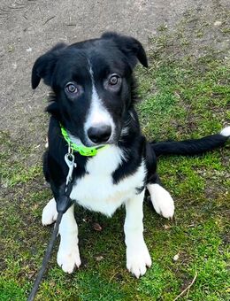 Border Collie Welpen suchen liebevolles zu Hause - Röderland