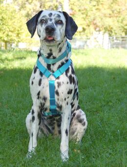 Fiona Da - Dalmatiner - 8 Jahre - Tierhilfe Franken e.V. - Lauf (Pegnitz) Zentrum