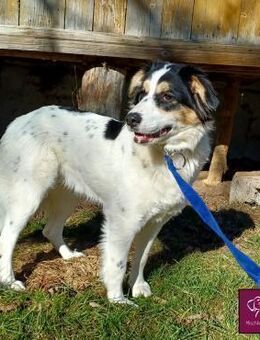 Penelopa ❤️Hübsche Hündin sucht Familie - Spenge