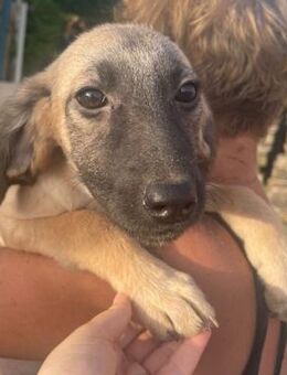 Bella🍀🍀🍀wünscht sich ein Zuhause - Bad Karlshafen