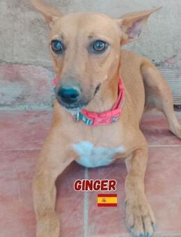 Ginger - schüchtern und verschmust - Heppenheim (Bergstraße)