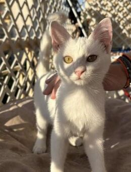 Angel 🐾 fliegt in dein Herz - Kirchheim (München)