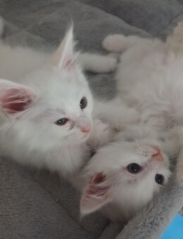 Kitten Maine Coon / NorwegischeWaldkatzenMix - Leegebruch