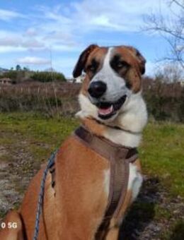 AYLIN ❤️ sucht eine liebe Familie - Fahrenzhausen
