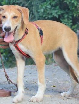 Ash wartet auf ihre Menschen - Grevenbroich