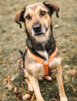 INOA - freundliche, sensible Hündin - Kallmünz