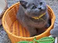 Bkh reinrassige Kitten kurzhaar. - Osnabrück