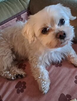 Malteser-Rüde Rocky, 8 Jahre, sucht ein neues Zuhause - Georgensgmünd