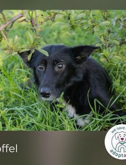 Chip 269567: sucht ein Zuhause - Kirchzell