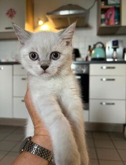 BKH Kitten Point 1 Mädchen noch frei - Tussenhausen