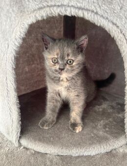 BKH Katze - Erftstadt