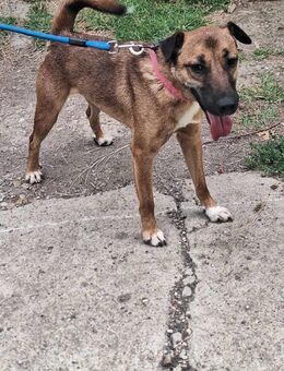 Schmusebacke Hugo sucht seine Familie ! - Dortmund