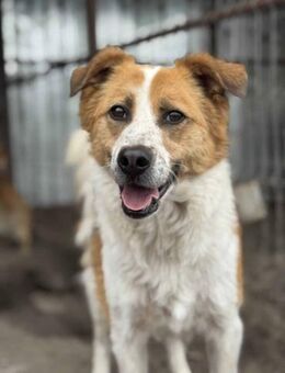 Louie möchte verzaubern 🐾 - Elsdorf (Nordrhein-Westfalen)