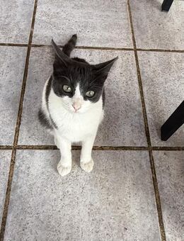 Lola sucht ein Zuhause - Olfen