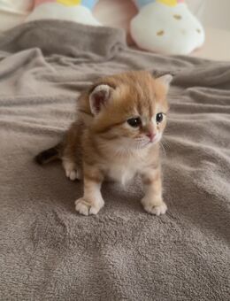 Britisch Kurzhaar (BKH) Kitten - Nürnberg