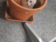 Maine Coon Kater - Hannover