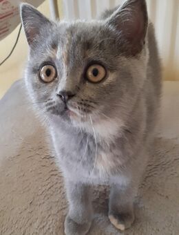 Reinrassige Bkh Kitten, Abgabe bereit, Katzenbabys, weiß und blue tortie - Siegen (Universitätsstadt) Geisweid