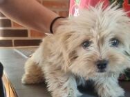Benji 4 Monate sucht liebe Familie - Kassel